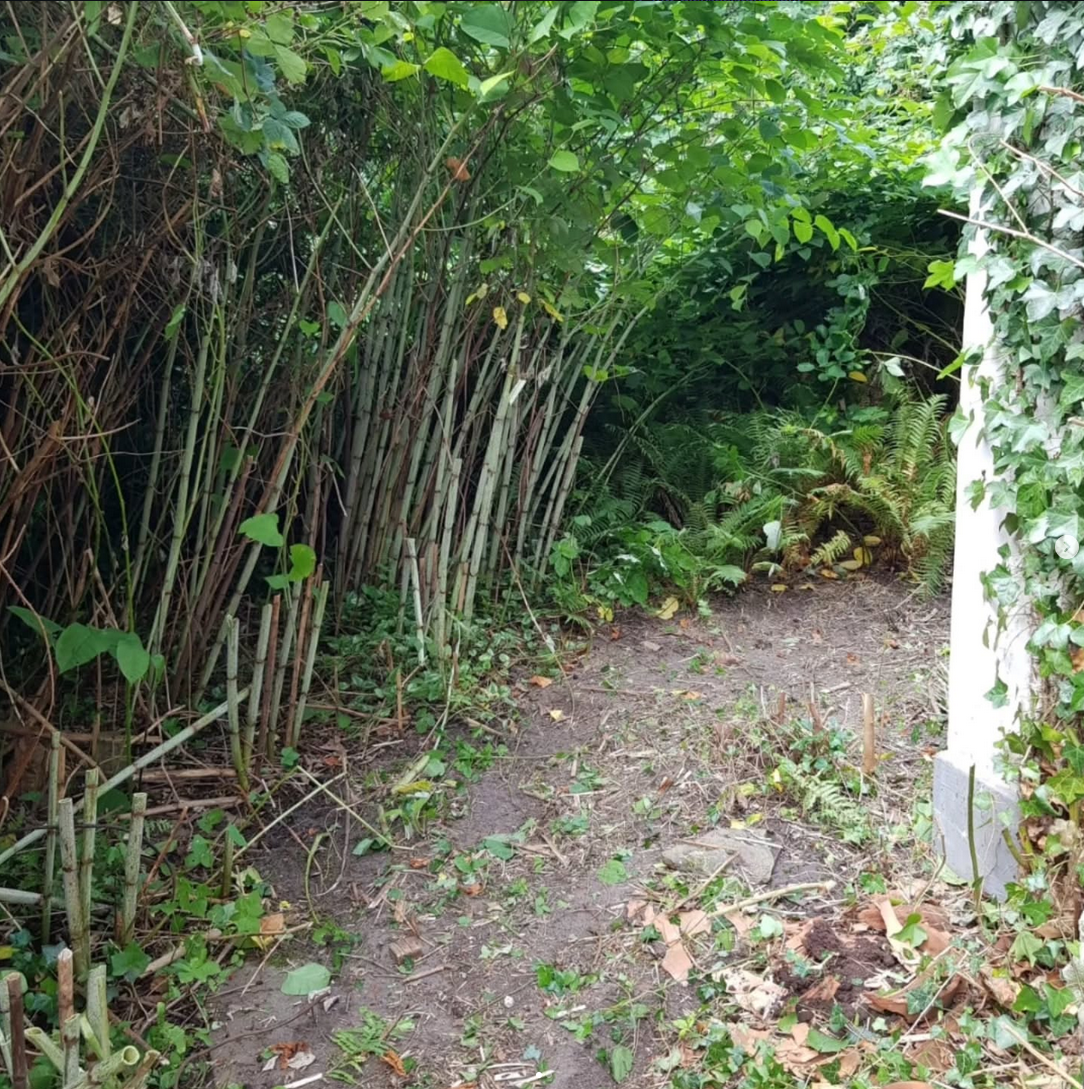 Vorher: verwilderter und ungepflegter Garten